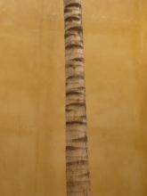 The trunk of  a tree in front of a wall