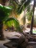 cocotiers et palmiers  royaux maison d'hôte au fil du fleuve